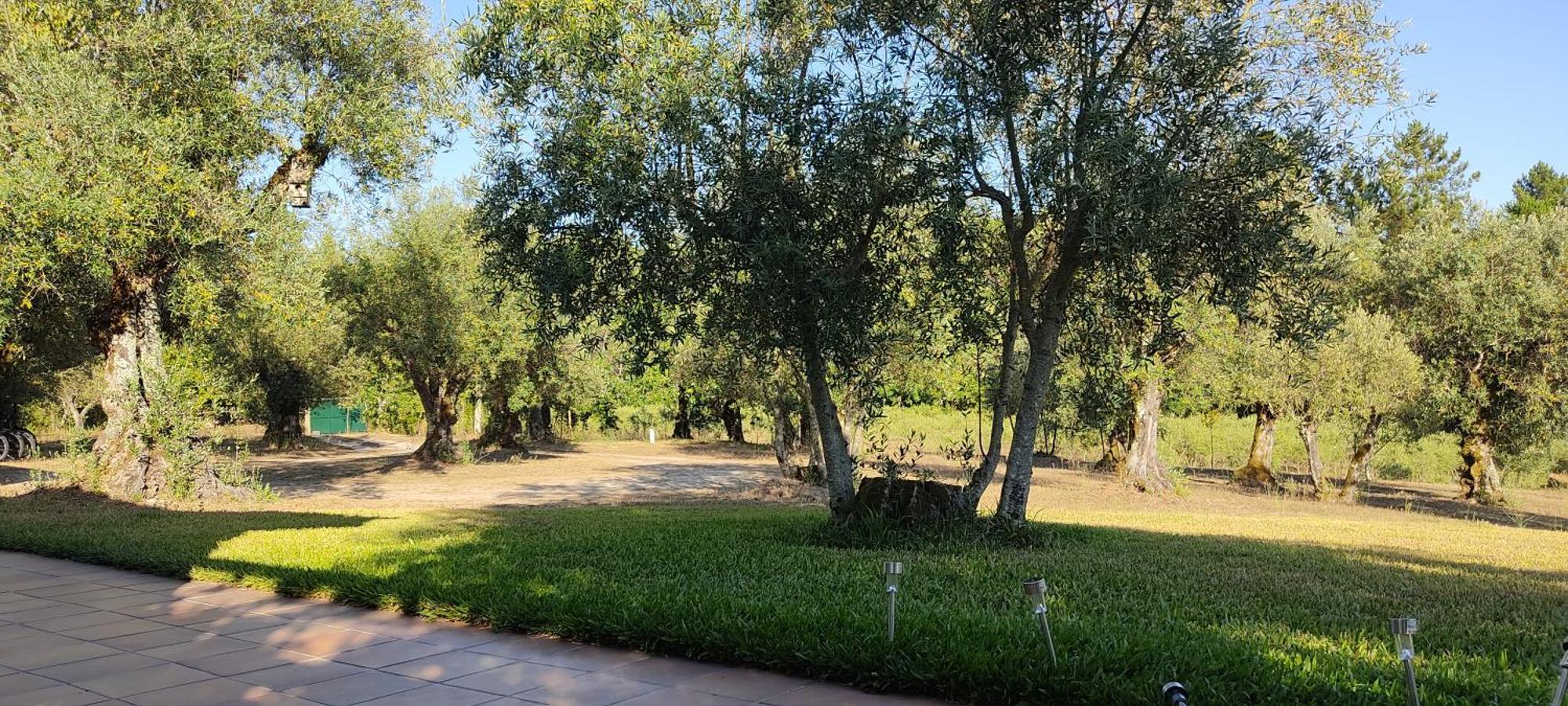 Quinta Da Pedra Mija Pension Santar Buitenkant foto