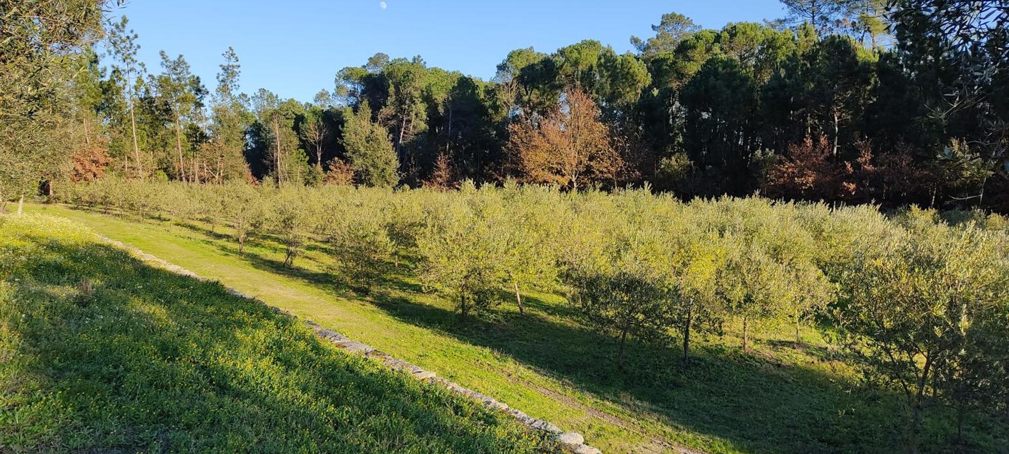 Quinta Da Pedra Mija Pension Santar Buitenkant foto