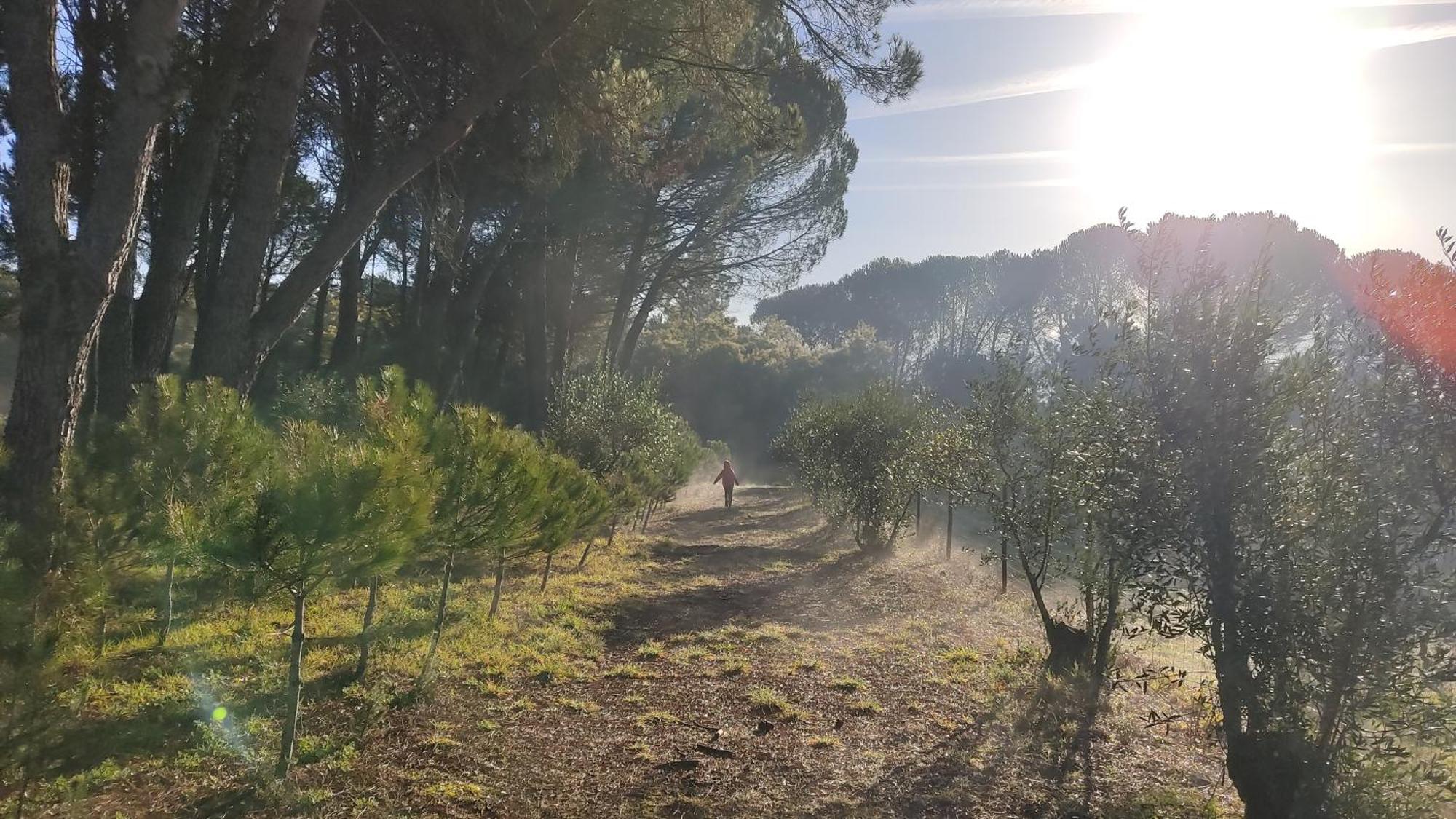 Quinta Da Pedra Mija Pension Santar Buitenkant foto