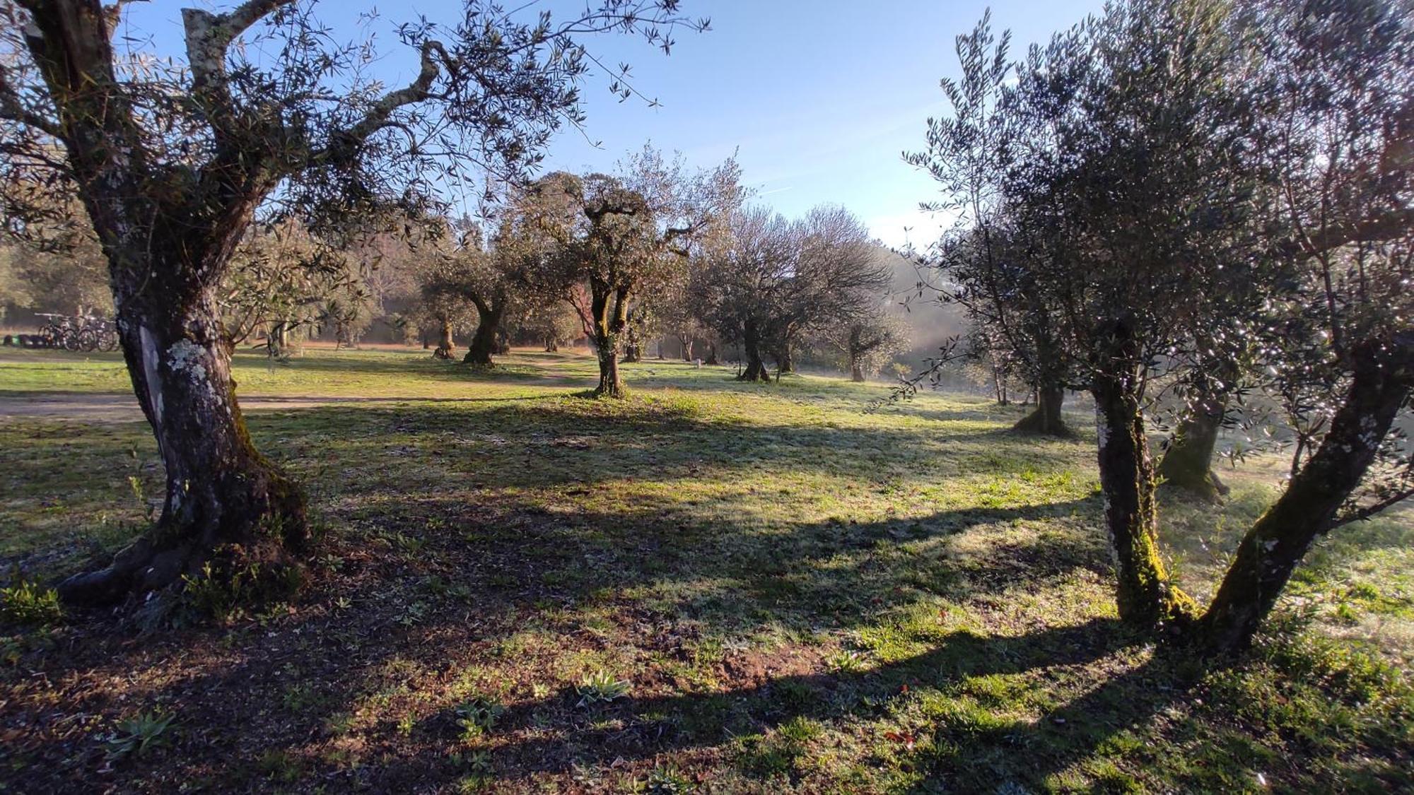 Quinta Da Pedra Mija Pension Santar Buitenkant foto