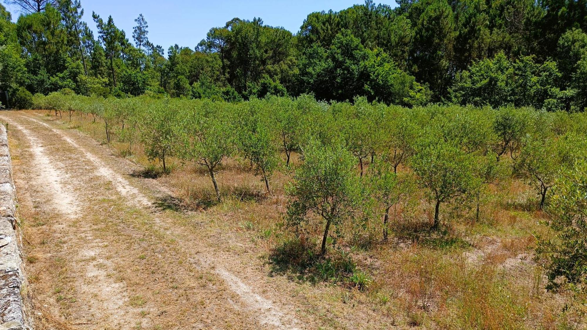 Quinta Da Pedra Mija Pension Santar Buitenkant foto