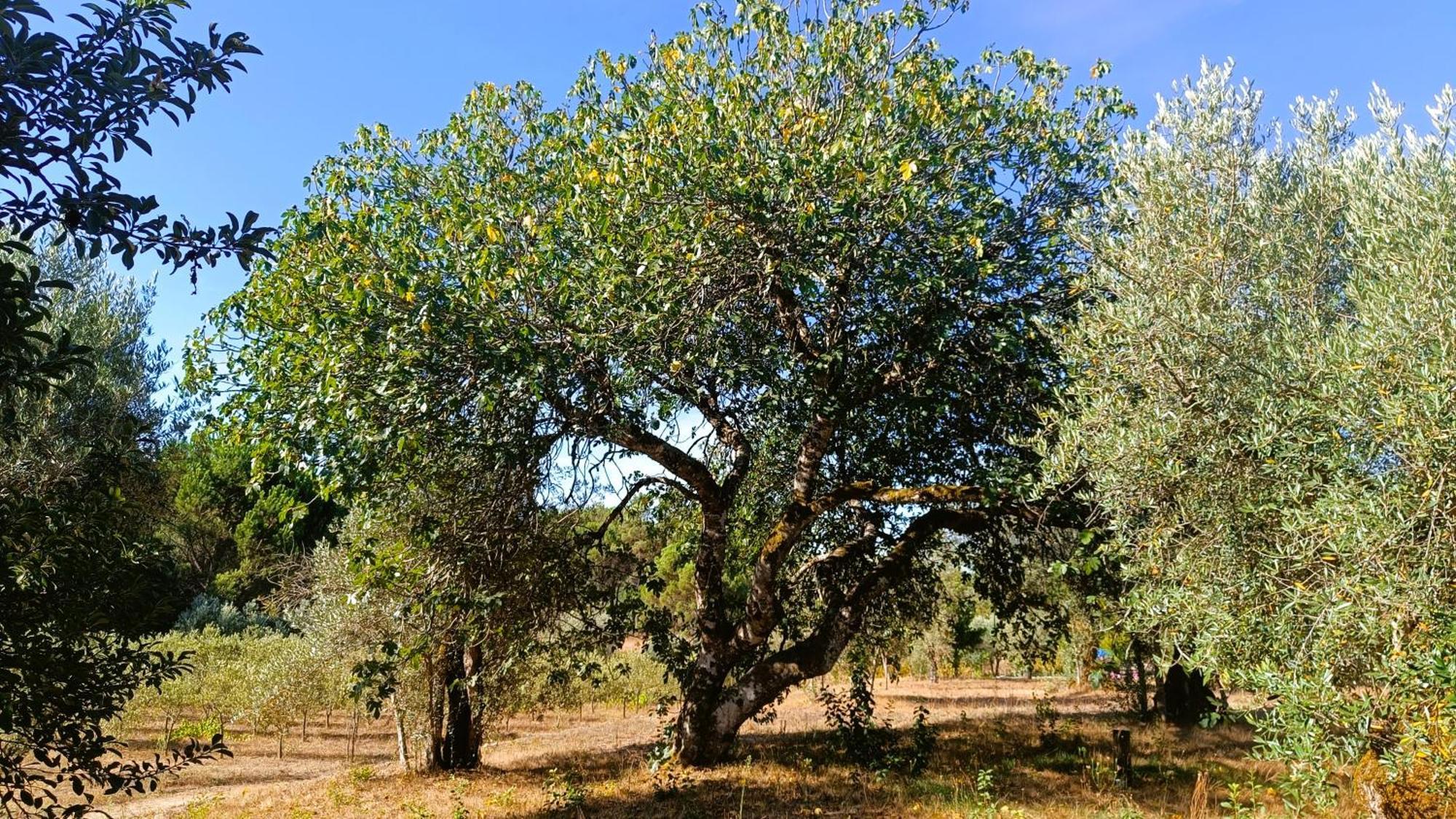 Quinta Da Pedra Mija Pension Santar Buitenkant foto