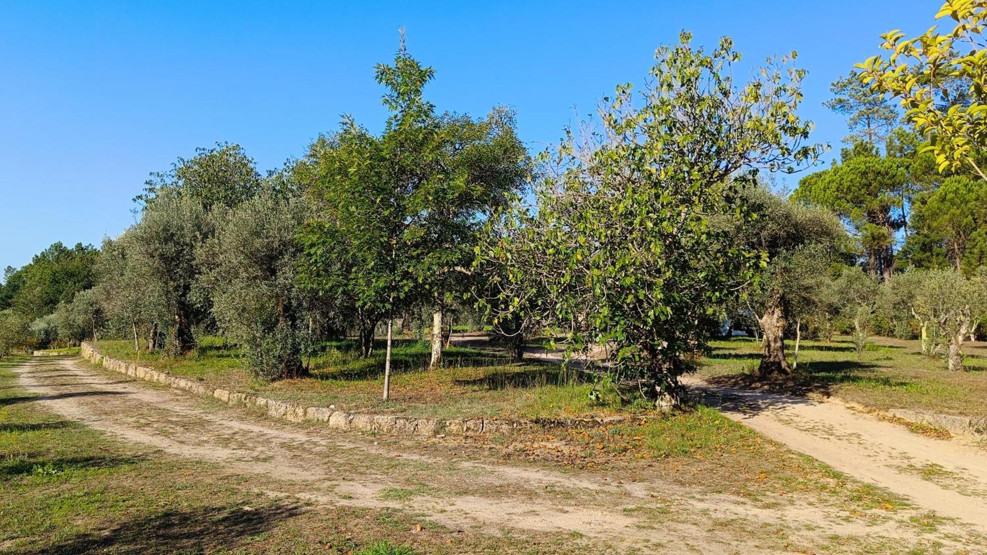 Quinta Da Pedra Mija Pension Santar Buitenkant foto