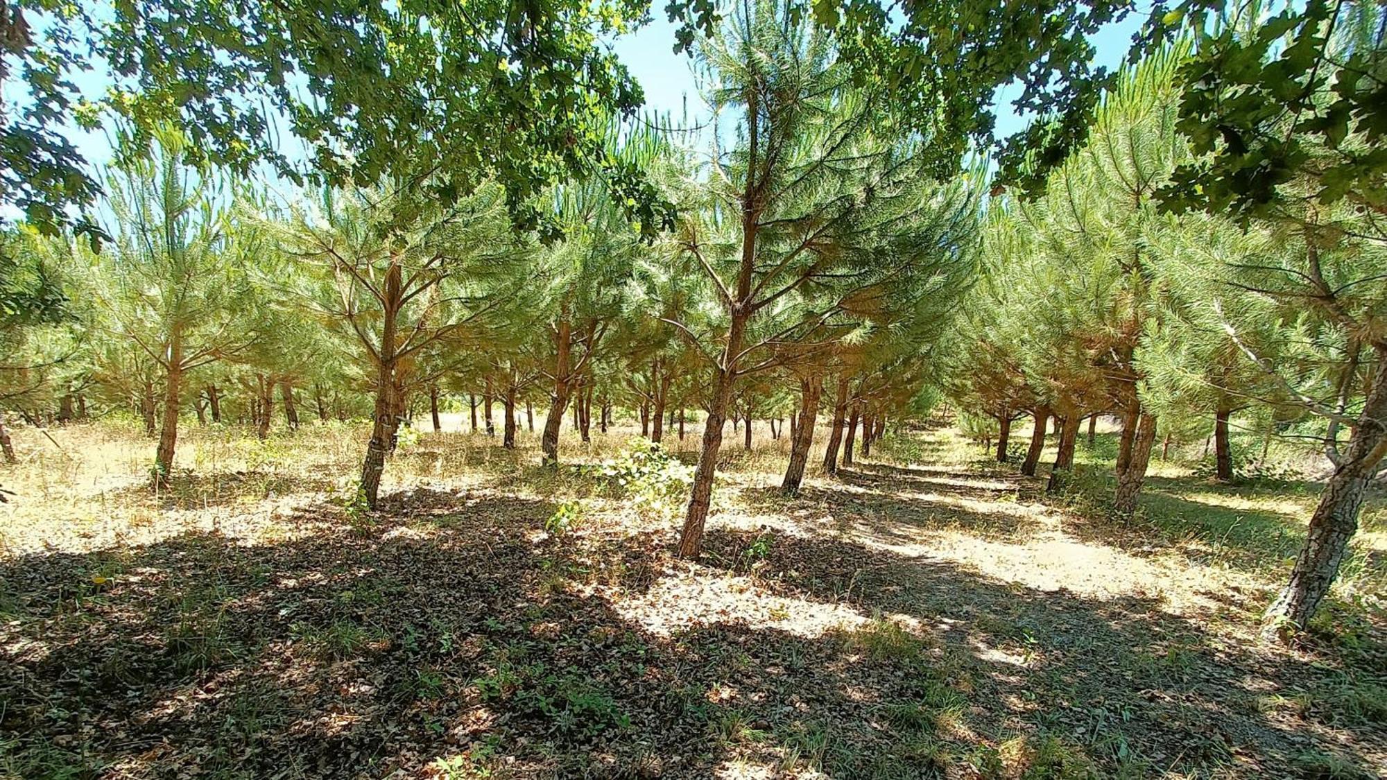 Quinta Da Pedra Mija Pension Santar Buitenkant foto
