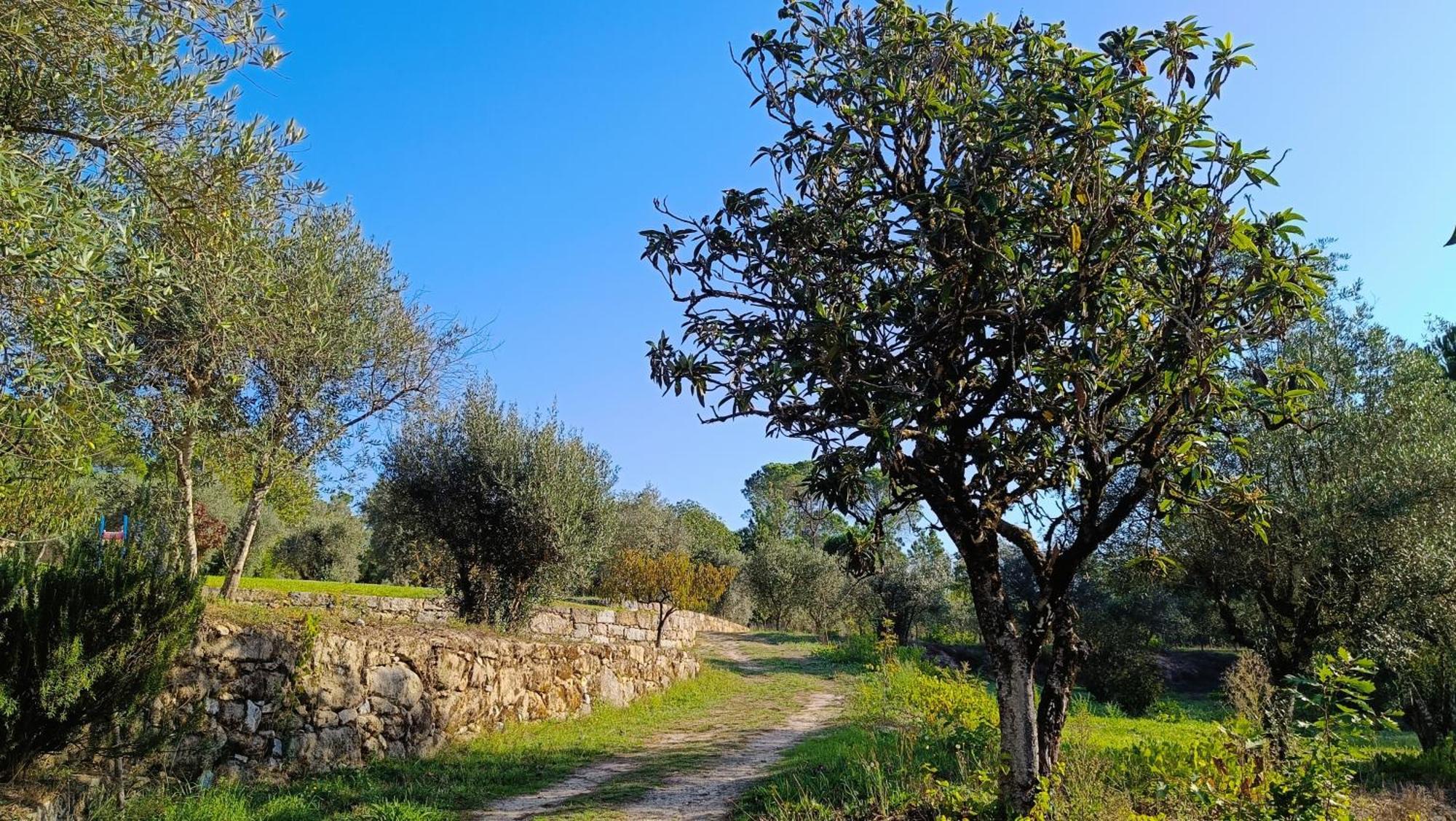 Quinta Da Pedra Mija Pension Santar Buitenkant foto